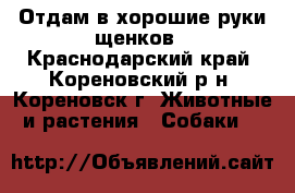 Отдам в хорошие руки щенков - Краснодарский край, Кореновский р-н, Кореновск г. Животные и растения » Собаки   